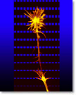 Logo Abteilung für Zell- und Neurobiologie